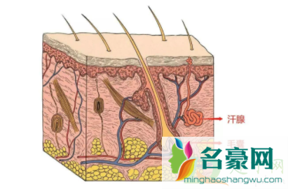 汗毛长不出来圈在里面怎么办2