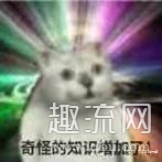 Mur猫什么梗 Mur猫表情包