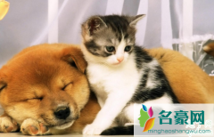 深圳立法禁食猫狗是真的吗 有哪些国家或地区禁止