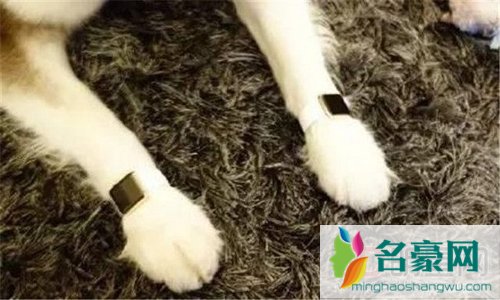 王思聪的狗价价值多少钱 是什么品种怎么来的捡的吗