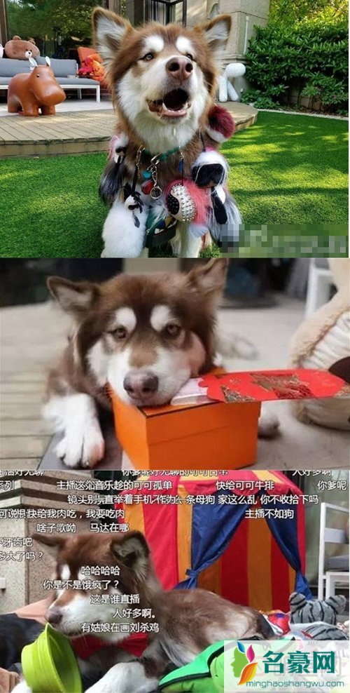 王思聪的狗价价值多少钱 是什么品种怎么来的捡的吗