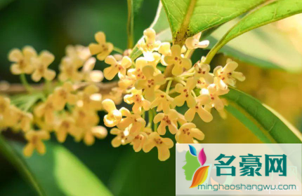 新鲜桂花泡茶喝有毒吗1