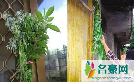 端午节挂的艾草能喝吗3