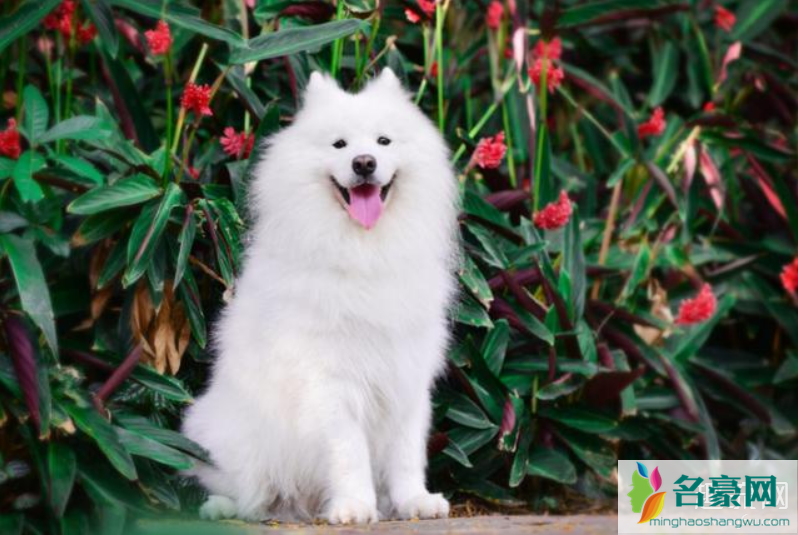 香港宠物狗感染新型冠状病毒 狗狗感染新型冠状病毒有什么症状