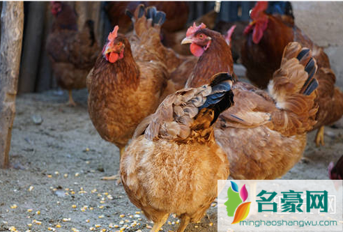 牛蛙可以养殖食用 除了牛蛙还有什么品种可以养殖