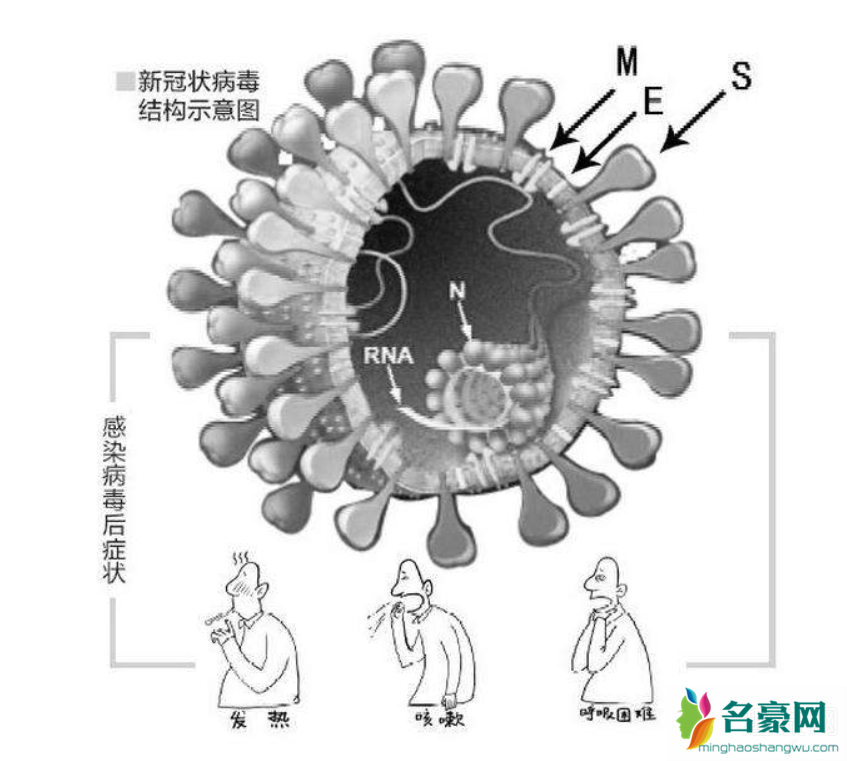 新冠病毒为什么叫流氓病毒 新冠病毒是完美病毒吗