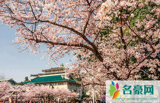 2021武汉4月份还有樱花吗2