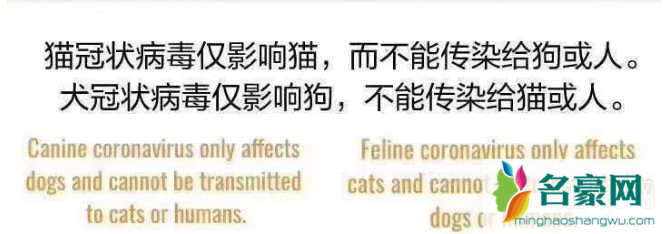 香港宠物狗检测呈弱阳性是怎么回事 宠物会传染给人新冠肺炎吗