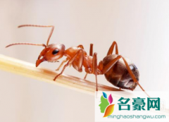 红蚂蚁有毒吗 红蚂蚁怎么消灭用什么药