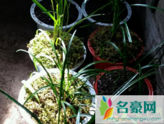 用水苔养花有什么好处 家庭养花该怎样使用水苔