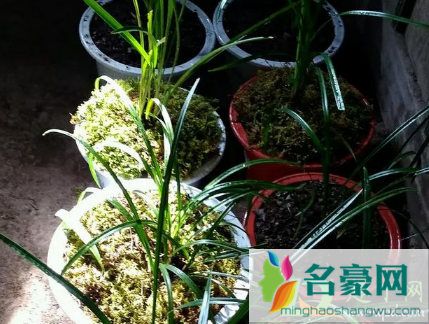 用水苔养花有什么好处1