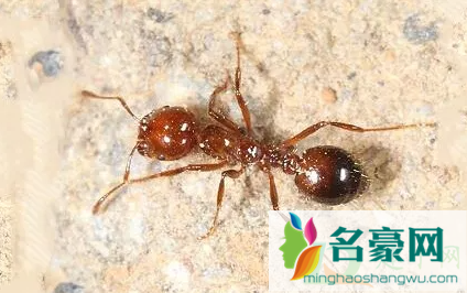 如何避免红火蚁伤害1