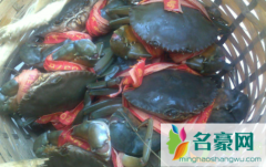 青蟹变红色可以吃吗 青蟹的食用处理方法
