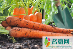 胡萝卜想高产怎么养植 胡萝卜什么时候播种最佳