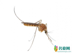 蚊子会传播新型冠状病毒吗 为什么会有蚊子这种生