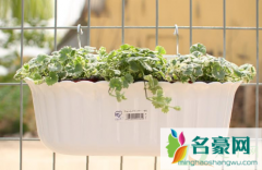 用塑料花盆种菜安全吗 用塑料盆种菜哪些是要注意