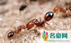 红火蚁可以踩死吗 被红火蚁咬了怎么处理