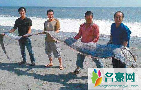 日本出现地震鱼有什么征兆 地震鱼为什么叫地震鱼