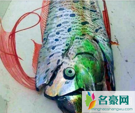 日本出现地震鱼有什么征兆 地震鱼为什么叫地震鱼