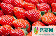 奶油草莓怎么挑选 奶油草莓为什么叫奶油草莓