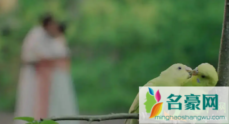 鸟替什么梗1