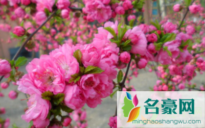 花粉过敏鼻子痒怎么办3