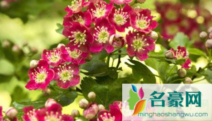 花粉过敏鼻子痒怎么办2