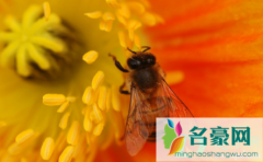 没接触花粉为什么会过敏 哪些花粉易引起过敏