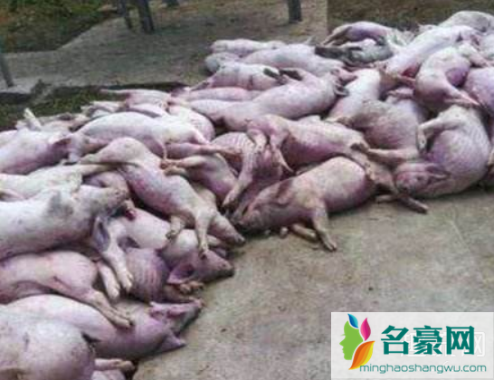非洲猪瘟传染性强吗 非洲猪瘟会空气传播吗