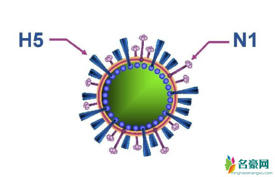 湖南禽流感h5n1传染人吗 h5n1有人感染吗
