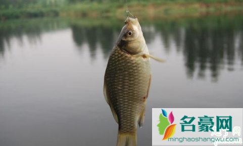 野钓鲫鱼铅皮到底好吗 春季钓鲫鱼用什么味型饵料5