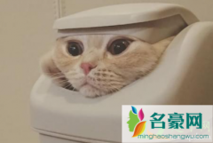 如何防止猫咪翻垃圾桶 为什么猫咪喜欢翻垃圾