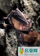 菊头蝠为什么携带冠状病毒 菊头蝠是果蝠吗
