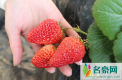 草莓表面有一层白霜能吃吗 草莓怎么保存时间久