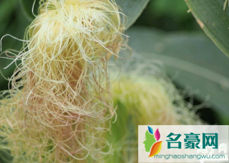 玉米须和菊花可以泡水喝吗 玉米须泡水一次放多少合适2