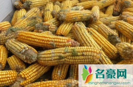 玉米有一粒发霉了还能吃吗1