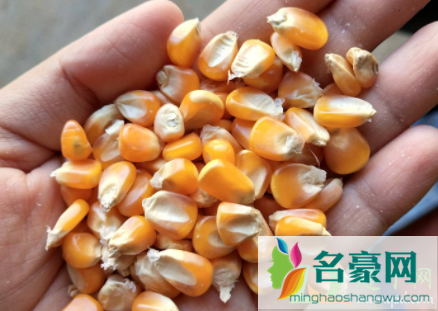 玉米有一粒发霉了还能吃吗2