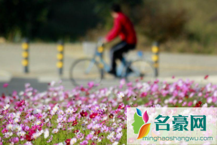 几点花粉浓度最高3
