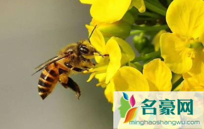 蜂蜜能治花粉过敏吗1