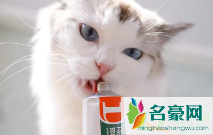 怎么让猫咪吃化毛膏2