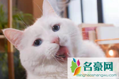 怎么让猫咪吃化毛膏4