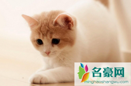 猫咪有炎症不能吃什么3