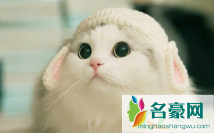 猫咪有炎症不能吃什么1