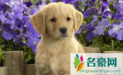 狗下了崽奶不好怎么办2