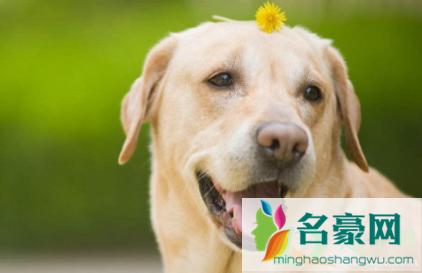 狗狗鼻子不通气呼吸一抽一抽的是为什么3