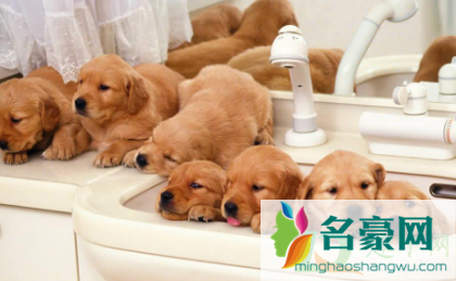 狗狗鼻子不通气呼吸一抽一抽的是为什么2