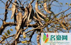 皂角能吃吗能食用吗 皂角是肥皂的原材料吗