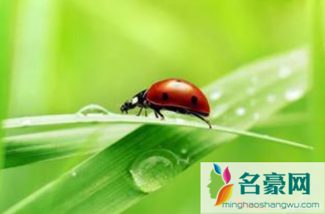 2021年惊蛰这一天能不能结婚2
