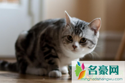 猫挑食如何改3