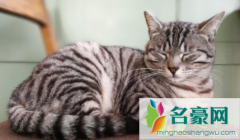 天天在家的猫会有狂犬病毒吗 猫咪狂犬病潜伏期多